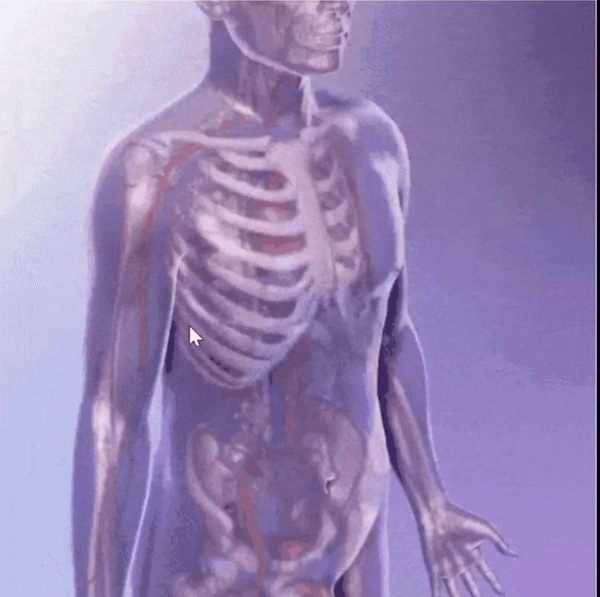 Neuman Kegel Fitness Trainer